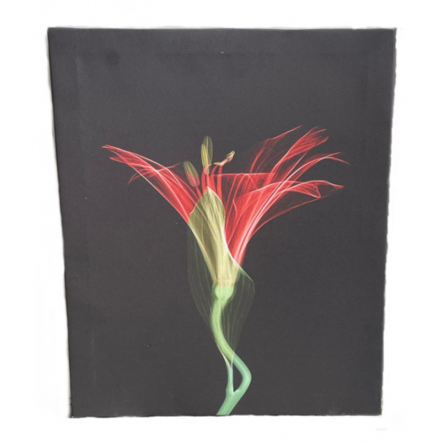 Лилия, цветочное настенное искусство